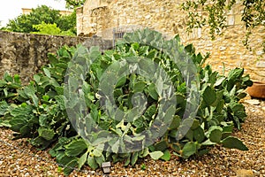 Large cactus in Alamo gardens.