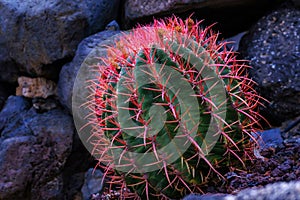 A large cactus as a decoration acloseup,  succulent in the Canary Islands