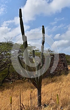 Large Cactus at the Balashi Ruins in Aruba