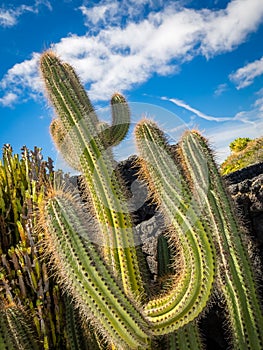 Large cactus in Cactus Garden