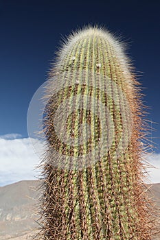 Large cactus photo