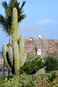 A large cactus, Carnegiea gigantea at the San Felipe fortress in Puerto de la Cruz