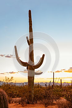 Large  cactus Carnegiea gigantea  at sunset in the  Saguaro National Park, near Tucson, Pima County,  southeastern Arizona, Unit