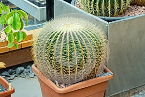 Large cactus Echinocactus grusonii, yellow hard needles. Mexico succulent known as Golden Barrel Cactus, Golden Ball, Mother-in-