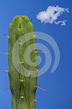 Large cactus erotic phallic image