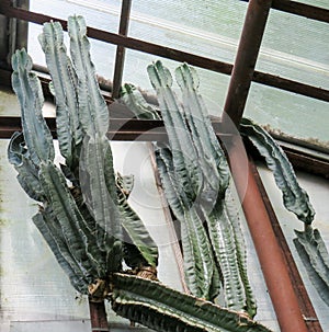 Large Cactus Euphorbia Ingens close up photo