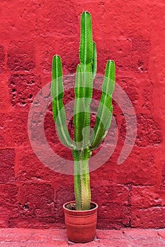 large cactus