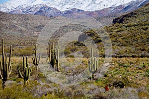 A large, cactus out in a valley filled with cactus in the desert mountains are covered in snow