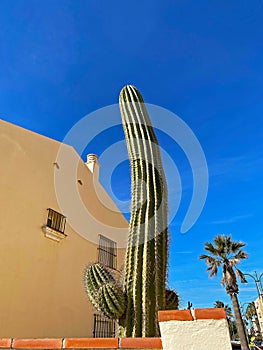 A large cactus and a palm tree