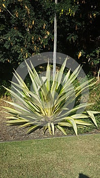 Large cactus plant in the Botanical Gardens at Gladstone, Queensland, Australia