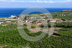 A large cactus plantation overlooking the ocean. A place where cacti are grown