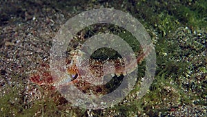 A large camouflaged reef octopus on the seafloor