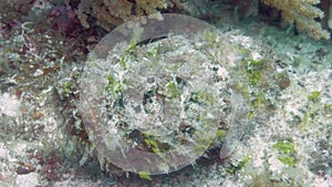 A large camouflaged stonefish on the ocean floor