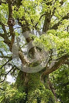 Large camphor tree