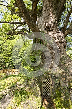 Large camphor tree base