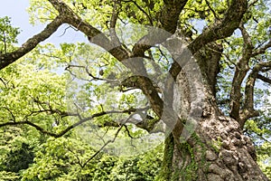 Large camphor tree