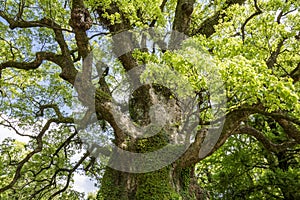 Large camphor tree