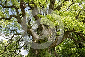Large camphor tree photo