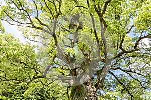 Large camphor tree