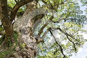Large camphor tree