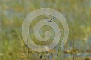 Large Canada Darner Dragonfly in Flight