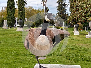 Large Canadian Goose on one leg bench in park open wing