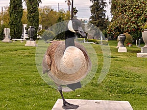 Large Canadian Goose stands on one leg bench in park