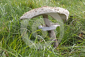 Large-cap parasol mushroom (Macrolepiota Procera) growing on a grassy meadow. Edible fungus