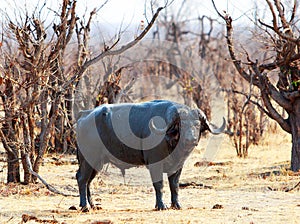 Large Cape Buffalo standing in the bushveld in Hwange photo