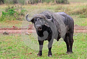 A large Cape Buffalo stands alone on the open African plains