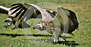 Large Cape vulture