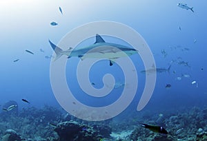 Large caribbean reef shark, roatan, honduras