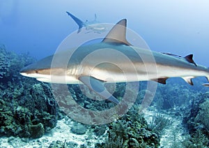 Large caribbean reef shark, roatan, honduras