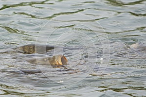 A large carp or other fish feeding.