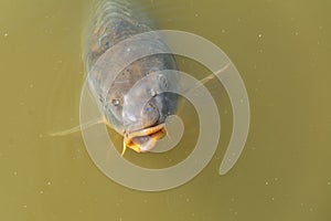 Large carp surfacing in a small pond