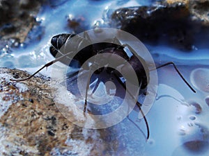 Large carpenter ant with long antennae, exploring a milky white surface foraging for food