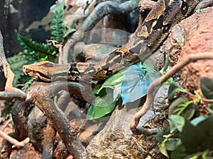 A large Carpet python in rain forest