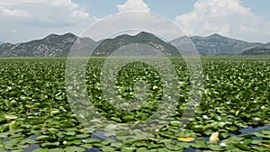 Large carpet of water lily flowers covering a nature reserve lake