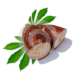 a large cassava root plant with a white background