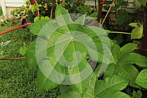 Large Castor Bean leaf covered with dew