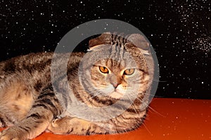 A large cat on a black and orange background. A pedigreed cat is watching closely