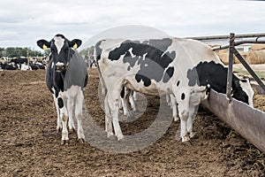 A large cattle farm. The state farm supplies milk and meat to the entire Volgograd region