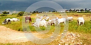 Large Cattles, well fed cows  grazing in a grassland near a village in Jos Nigeria