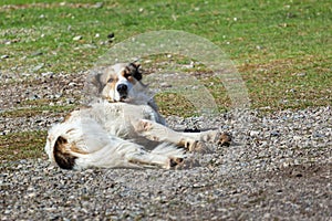 Large Caucasian Shepherd dog on the ground