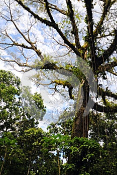 El gran un árbol en selva 