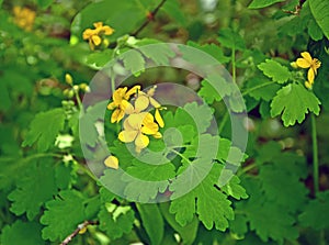 Large celandine Chelidonium majus L.. Flowering plant