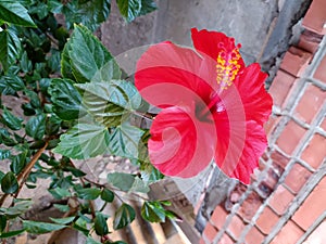 A large celosia flower on a branch, against a background of brickwork