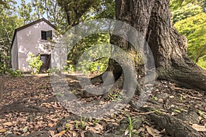 Large centennial maple trunk revealing large roots in front of a