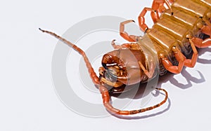 Large centipede in upside down closeup with white seamless background.