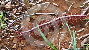 A large centipede walked along the ground and grass